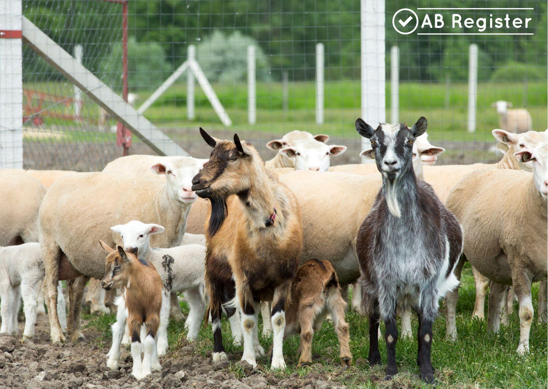 Schapen